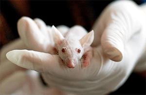 Organizace na ochranu zvířat vyzývají Evropskou komisi: zachovejte zákaz testování kosmetiky na zvířatech