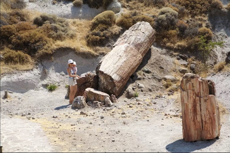 Pravěk vypráví: Fosílie největšího tvora a 20 milionů let starý strom