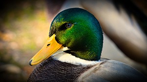 Vědci letos v np Podyjí napočítali nejvíce druhů vodních ptáků