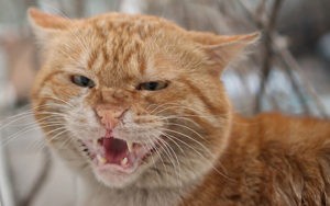 Vědci potvrdili výskyt kočky divoké v okolí Dobříše na Příbramsku
