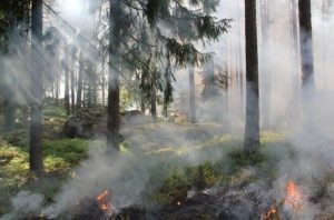 Hasiči v Pardubickém kraji evidují během června již 19 požárů