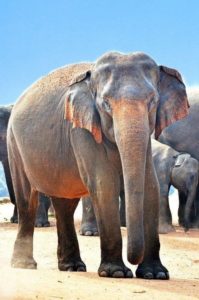 Plzeňská zoo už zadala projekt nového pavilonu pro slony indické za miliardu
