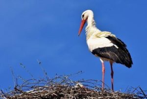 Ornitologové vyzvali veřejnost k pozorování čapích hnízd