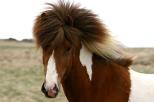 Islandští koně jsou v Brně na veletrhu Animal Tech poprvé