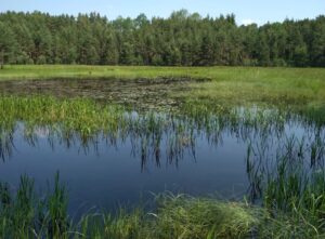 Na jihu Čech jsou dvě nové přírodní památky, rybník a tůně