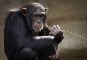 V Itálii zemřela jedna z nejstarších šimpanzic v Evropě, bylo jí 49 let