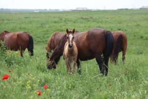 Novou přírodní rezervaci u Třeboně obývá šest divokých koní