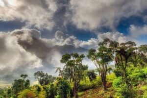 Vědci: Africké horské lesy zadržují více uhlíku, než se předpokládalo