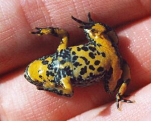 Ohrožený druh žáby kuňky žlutobřiché se v Krnově dočká lepších podmínek