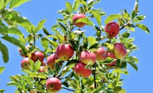 Zaniklé obce v prostoru Ralsko připomíná alej původních odrůd jabloní a hrušní