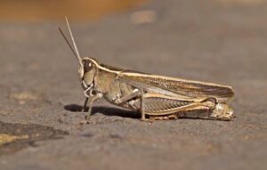 Vědci objevili na Jindřichohradecku vzácné druhy rovnokřídlého hmyzu