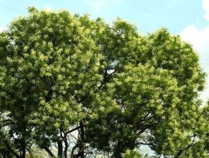 Arboristé ošetřují jerlíny japonské na nábřeží v Pardubicích
