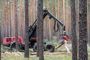 Greenpeace žádá ministerstvo, aby zakázalo těžit dřevo v Krušných horách