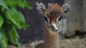 V zoo Dvůr Králové se narodily antilopy patřící k nejmenším na světě