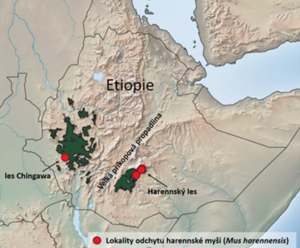 Vědci našli a popsali nový druh hlodavce, žije v etiopských horských lesích