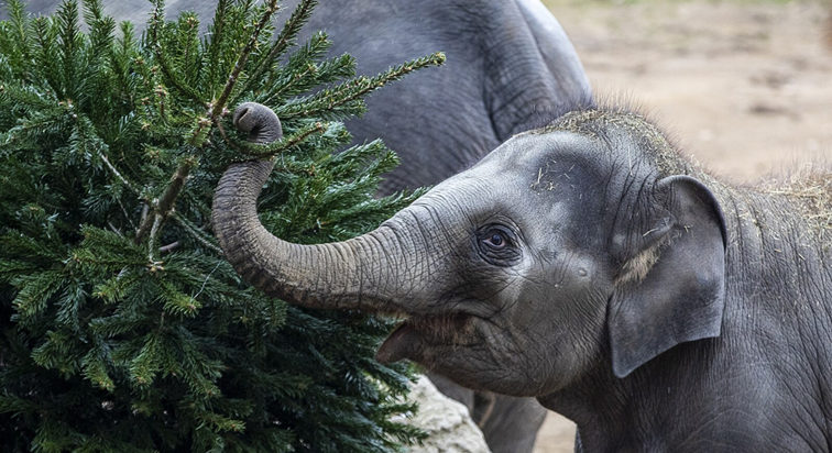 Sloni, hyeny i gorily si dnes v pražské zoo pohráli s vánočními stromky