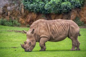 Vědci vytvořili další dvě embrya ohrožených nosorožců, celkem jich mají 14