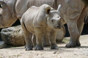 V ZOO Dvůr Králové se narodilo mládě vzácného nosorožce, dostalo jméno Kyjev