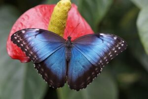 Výstava motýlů v trojské botanické zahradě se soustředí na detaily jejich těla