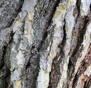 Odborníci chtějí zjistit dopady kůrovcové kalamity na lesní půdu na holinách