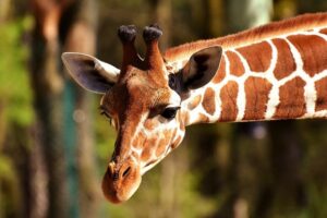 Olomoucká zoo se rozrostla o žirafího samce, posílí tamní dlouholetý chov