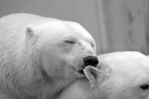 Praha získala územní rozhodnutí pro stavbu expozice Arktida v pražské zoo