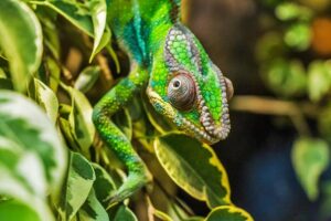 Zoopark Zájezd vytvořil vzdělávací výstavu o chameleonech