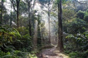 Tým z ČR zkoumal otevřené plochy v pralese, pomůže to ochraně zvířat