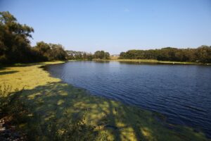 Čtyři rybníky na jihu Čech se staly novými přírodními památkami
