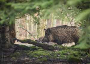 Myslivci na Děčínsku dostali za zastřelená divoká prasata 5,22 milionu korun