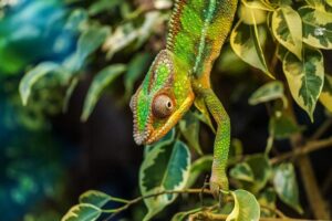 V Zooparku Zájezd se vylíhli vzácní chameleoni z Afriky a Madagaskaru