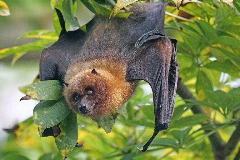 Průzkum: V ostravské zoo volně žije devět druhů netopýrů