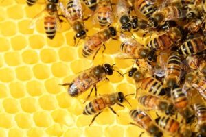 Průzkum: Včelaři po zimě evidují jedny z nejnižších úhynů včelstev