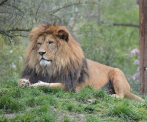 V plzeňské zoo se narodila čtyřčata lvů berberských, lidé je uvidí až za čas