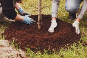 Nadace Partnerství nabízí až 400.000 korun na podzimní výsadbu stromů