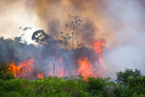 Lesních požárů bude kvůli změně klimatu přibývat, varuje vědec z Brna