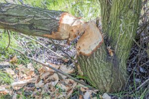 Přemnožená zvěř způsobuje velké poškození mladých stromů