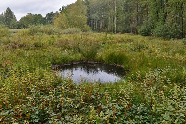 Ochránci přírody obnovili mokřad Rybníky ve Valašském Meziříčí