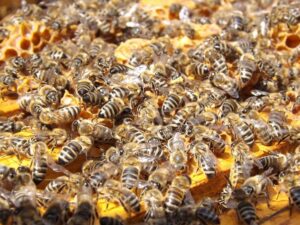Na VUT vyvinuli pomůcky pro včelaře, které umožní sledovat, co se v úle děje