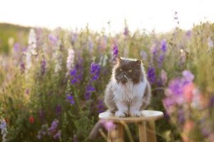 Populaci kočky divoké ohrožuje na Moravě a na Slovensku křížení s kočkou domácí