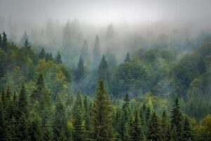 Loni bylo vysazeno přes 40 tisíc hektarů lesů, rekord v novodobé historii