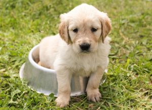 Psi budou registrováni v centrální evidenci, kterou povede veterinární komora