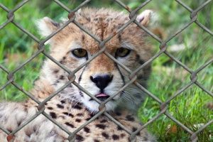 V Janově na Svitavsku chystají referendum o vzniku menší zoologické zahrady