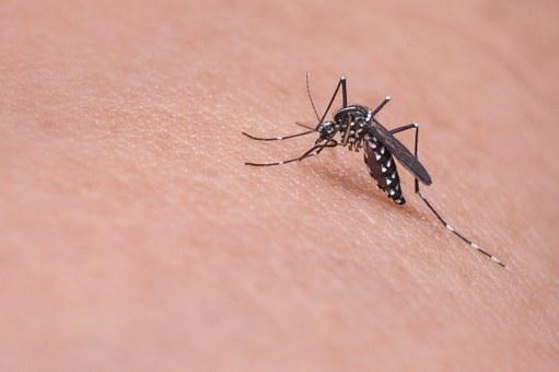 Vědci do boje proti komárům v Litovelském Pomoraví nasadí drony i senzory