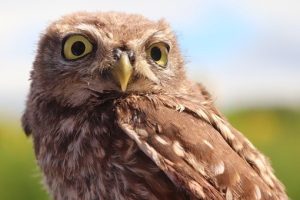 Ornitologové zkoumají rozdíly v hlasech sýčka, může to pomoci k jejich ochraně