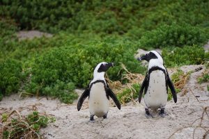 Do Safari Parku D. Králové dorazili z Nizozemska první tučňáci pro novou expozici