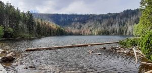 Lesy ČR těží u Černého a Čertova jezera kůrovcové dřevo, doporučují změnu trasy