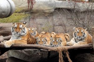 Nejnavštěvovanějším turistickým cílem na jihu Čech byla loni Zoo Hluboká