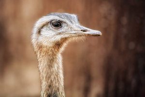 Brněnská zoologická zahrada postavila ubikaci pro pštrosy za 6,6 milionu korun