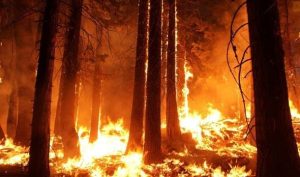 Vědec: Plochy zasažené požárem se zřejmě po uhašení rychle zazelení